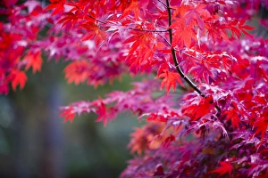 Autumn colours at Thorp Perrow Arboretum in Yorkshire UK Autumn colours at Thorp Perrow Arboretum in Yorkshire UK