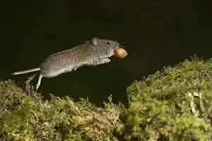 Bank Vole (Clethrionomys glareolus) running along moss covered wall, frozen in mid step with high speed shutter speed