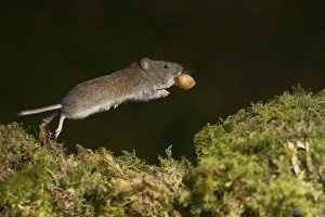 Bank Vole (Clethrionomys glareolus) running along moss covered wall, frozen in mid step with high speed shutter speed Bank Vole (Clethrionomys glareolus) running along moss covered wall, frozen in mid step with high speed shutter speed