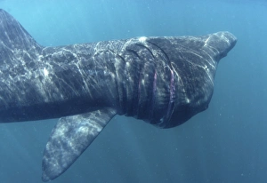Basking Shark (Cetorhinus maximus).. Cornwall, UK Basking Shark (Cetorhinus maximus).. Cornwall, UK