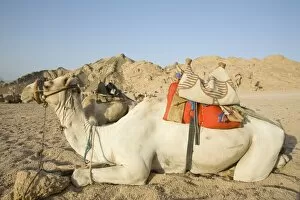 Images Dated 6th October 2008: Bedouin camels in the Sinai Desert near Dahab in Egypt