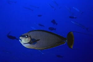 Bignose Unicornfish Gallery: Bignose unicornfish off reef with barracuda and trigger fish, Palau. (Naso vlamingii)