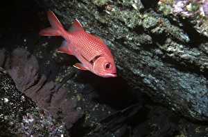 Bigscale soldierfish. (Myripristes berndti). Galapagos Islands, Ecuador Bigscale soldierfish. (Myripristes berndti). Galapagos Islands, Ecuador