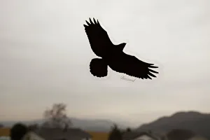 A bird of prey sticker on a window to prevent birds flying into the window A bird of prey sticker on a window to prevent birds flying into the window