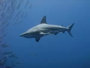 Images Dated 10th September 2006: Blacktip shark (Carcharhinus limbatus) Species Near threatened