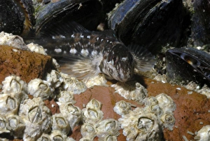 Blenny (Lipophrys pholis), St Brides, Pembrokeshire, Wales, UK, Europe (rr) Blenny (Lipophrys pholis), St Brides, Pembrokeshire, Wales, UK, Europe (rr)