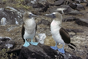 Images Dated 7th February 2008: Blue-footed booby pair with different coloured feet. (Sula nebouxii)