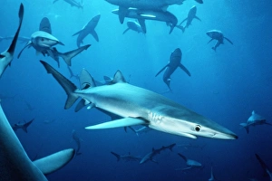Blue sharks off San Clemente Island, Channel Islands, California, USA Blue sharks off San Clemente Island, Channel Islands, California, USA
