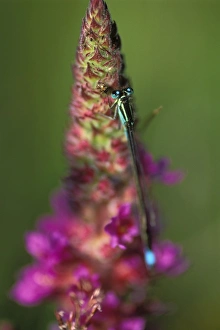 Blue-tailed damselfly, Ischnura elegans, perched on Yellow Iris leaf, Pembrokeshire, Wales, UK, Europe Blue-tailed damselfly, Ischnura elegans, perched on Yellow Iris leaf, Pembrokeshire, Wales, UK, Europe