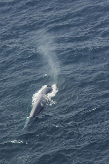 Blue whale (Balaenoptera muscularis) showing characteristic column of spray as it breaths Blue whale (Balaenoptera muscularis) showing characteristic column of spray as it breaths