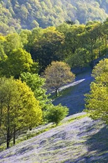 Grasmere Gallery: A bluebell field from Loughrigg Terrace in the Lake district National Park, UK