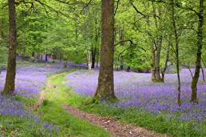 A bluebell wood near Ambleside Lake District UK A bluebell wood near Ambleside Lake District UK