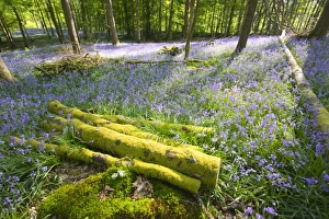 Bluebells in spring woodland Ambleside Cumbria UK Like many plants they are responding to climate change by flowering Bluebells in spring woodland Ambleside Cumbria UK Like many plants they are responding to climate change by flowering