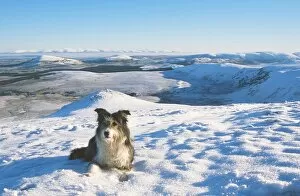 A Border collie in the snow on Clough head in the Lake district looking towards the north Pennine hills