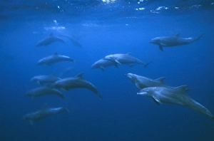 Bottle nose dolphins. (Tursiops truncatus). Large school underwater. Galapagos Islands, Ecuador. 1989 Bottle nose dolphins. (Tursiops truncatus). Large school underwater. Galapagos Islands, Ecuador. 1989