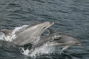 Bottlenose dolphin and calf leaping together at the surface