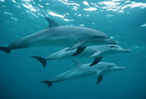 Bottlenose dolphin trip (Tursiops truncates). Caribbean Bottlenose dolphin trip (Tursiops truncates). Caribbean