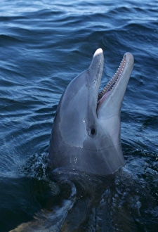 Bottlenose dolphin (Tursiops truncates). Caribbean Bottlenose dolphin (Tursiops truncates). Caribbean