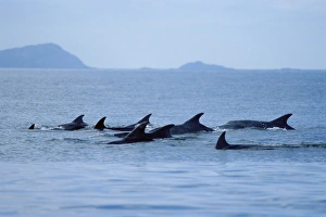 Bottlenose dolphins (Tursiops truncatus truncatus) resting at the surface, in a large group for this area Bottlenose dolphins (Tursiops truncatus truncatus) resting at the surface, in a large group for this area