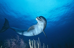Bottlenosed Dolphin (Tursiops truncatus), Bahamas Bottlenosed Dolphin (Tursiops truncatus), Bahamas