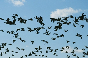 Brent Geese flying over their Norfolk wintering grounds UK Brent Geese flying over their Norfolk wintering grounds UK