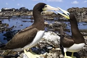 Brown booby, Sula leucogaster, male and female pecking, St. Peter and St. Pauls rocks, Brazil, Atlantic