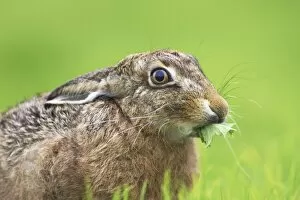 Brown Hare (Lepus capensis) eating grass in a meadow, with leaves sticking out of mouth.. Argyll, Scotland