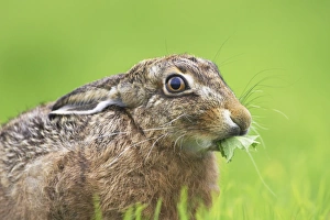 Brown Hare (Lepus capensis) eating grass in a meadow, with leaves sticking out of mouth Brown Hare (Lepus capensis) eating grass in a meadow, with leaves sticking out of mouth