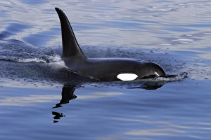 Bull Orca (Orcinus orca) surfacing in Chatham Strait, southeast Alaska, USA Bull Orca (Orcinus orca) surfacing in Chatham Strait, southeast Alaska, USA