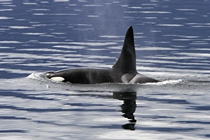 Bull Orca (Orcinus orca) surfacing in Tracy Arm, southeast Alaska, USA Bull Orca (Orcinus orca) surfacing in Tracy Arm, southeast Alaska, USA