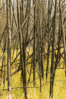 burnt out forest near Fairbanks Alaska. The summer 0f 2004 was hot and dry leading to unprecedented forest fires which burnt out forest near Fairbanks Alaska. The summer 0f 2004 was hot and dry leading to unprecedented forest fires which