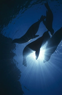 Californian Sealions (Zalophus californianus), four animals in silhouette, La Paz, Mexico, Sea of Cortez Californian Sealions (Zalophus californianus), four animals in silhouette, La Paz, Mexico, Sea of Cortez