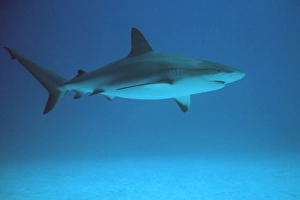Caribbean reef shark (Carcharhinus perezi). Freeport, Bahamas (Caribbean) (rr) Caribbean reef shark (Carcharhinus perezi). Freeport, Bahamas (Caribbean) (rr)