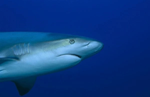 Caribbean reef shark (Carcharhinus perezii), detail of head as shark swims from left to right in half frame, Bahamas Caribbean reef shark (Carcharhinus perezii), detail of head as shark swims from left to right in half frame, Bahamas