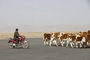 A chinese farmer herds his cows on a motorbike in Inner Mongolia, Nothern China A chinese farmer herds his cows on a motorbike in Inner Mongolia, Nothern China