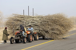 Chinese farmers haul a huge wide load of wood using a tiny tractor in Heilongjiang province, Northern Chinese farmers haul a huge wide load of wood using a tiny tractor in Heilongjiang province, Northern