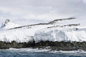 Chinstrap penguin (Pygoscelis antarctica) colony on the Aitcho Island Group in the South Shetland Islands near Chinstrap penguin (Pygoscelis antarctica) colony on the Aitcho Island Group in the South Shetland Islands near