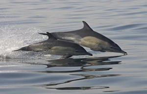 Common dolphin; Delphinus delphis; South Africa Common dolphin; Delphinus delphis; South Africa
