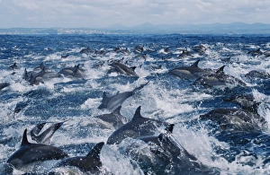 Common dolphins (Delphinus capensis) traveling in super pod.. Plettenburg Bay, South Africa Common dolphins (Delphinus capensis) traveling in super pod.. Plettenburg Bay, South Africa