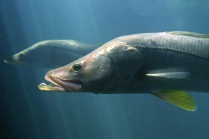 Common snook or Snoek, Centropomus undecimalis, Homosassa Springs Wildlife State Park Common snook or Snoek, Centropomus undecimalis, Homosassa Springs Wildlife State Park