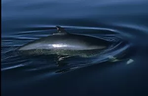 Even in conditions with little visibility, the white flipper band of a Minke whale (Balaenoptera acutorostrata)