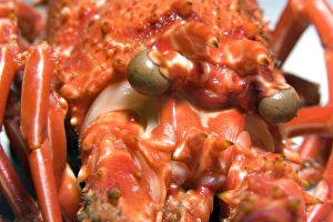 Cooked spiny lobster, Panulirus echinatus, head detail, St. Peter and St Cooked spiny lobster, Panulirus echinatus, head detail, St. Peter and St