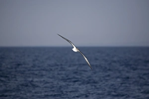 Corys Shearwater (Calonectris diomeda) flying. Greece, Eastern Med Corys Shearwater (Calonectris diomeda) flying. Greece, Eastern Med