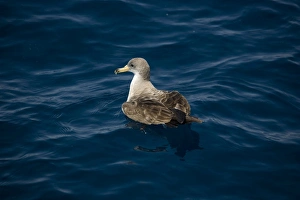 Corys Shearwater (Calonectris diomeda) at surface. Greece, Eastern Med Corys Shearwater (Calonectris diomeda) at surface. Greece, Eastern Med