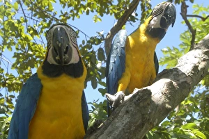 Couple of macaws (Ara ararauna) eating on a mango tree, southern Pantanal, Mato Grosso do Sul, Brazil Couple of macaws (Ara ararauna) eating on a mango tree, southern Pantanal, Mato Grosso do Sul, Brazil
