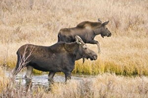 Cow and calf moose (Alces alces shirasi) feeding near the Gros Ventre river just outside of Grand Teton National Park Cow and calf moose (Alces alces shirasi) feeding near the Gros Ventre river just outside of Grand Teton National Park