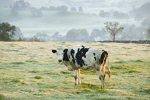 A cow in a frosty field near Kendal Cumbria UK A cow in a frosty field near Kendal Cumbria UK