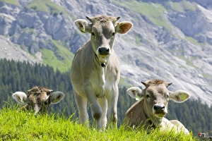 Cows in an alpine pasture above Flims Switzerland Cows in an alpine pasture above Flims Switzerland