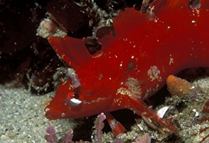 Crevice kelpfish (Gibbonsia montereyensis). USA, Channel Islands, CA. (rr) Crevice kelpfish (Gibbonsia montereyensis). USA, Channel Islands, CA. (rr)