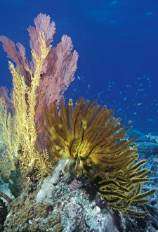 Crinoids & soft corals on reef. Indo Pacific Crinoids & soft corals on reef. Indo Pacific